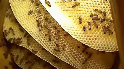 蜜蜂筑巢 圓招牌尺寸
